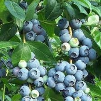 'Rabbiteye' Variety - Blueberry 'Rabbiteye' Variety - Blueberry
