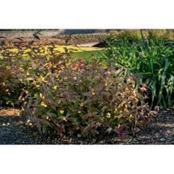 Firefly™ 'Nightglow™' - Bush-Honeysuckle Firefly™ 'Nightglow™' - Bush-Honeysuckle