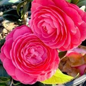'Jacks' - Camellia 'Jacks' - Camellia