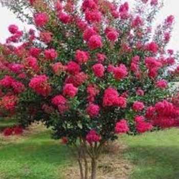 'Tonto' - Crape Myrtle 'Tonto' - Crape Myrtle