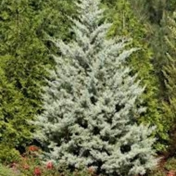 'Blue Ice' - Arizona Cypress 'Blue Ice' - Arizona Cypress