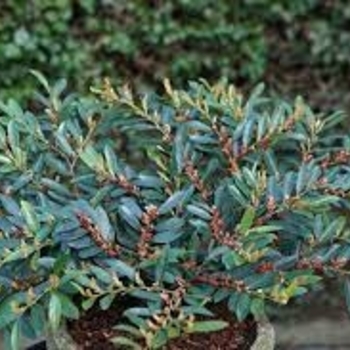 'Blue Cascade' - Distylium 'Blue Cascade' - Distylium