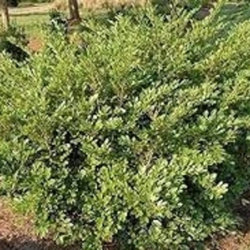 'Emerald Heights' - Distylium 'Emerald Heights' - Distylium