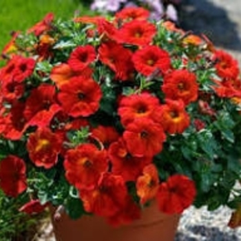 SuperCal® Premium 'Red Maple' - Petchoa