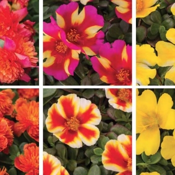 Multiple Colors - Portulaca 'Colorblast™' Variety Multiple Colors - Portulaca 'Colorblast™' Variety