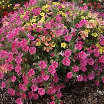 Combination Planter - Kwik Kombos™ 'Beach Bound' Mix' Combination Planter - Kwik Kombos™ 'Beach Bound' Mix'