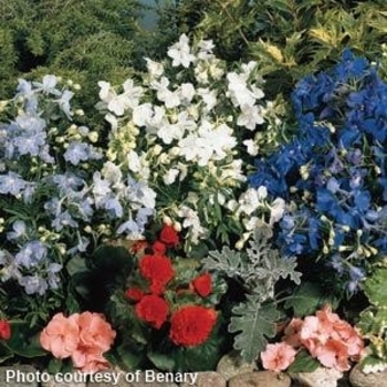 assorted varieties - Delphinium assorted varieties - Delphinium