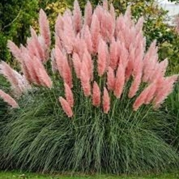 'Rosea' - Pampas Grass 'Rosea' - Pampas Grass