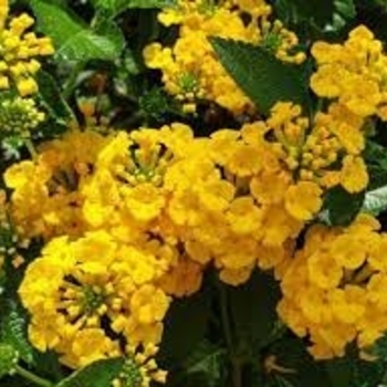 'Chapel Hill Gold' - Lantana 'Chapel Hill Gold' - Lantana