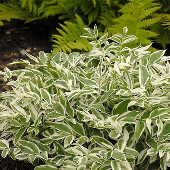Polemonium reptans - 'Touch of Class' Jacob's Ladder Polemonium reptans - 'Touch of Class' Jacob's Ladder