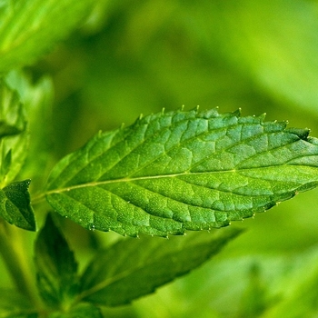 Multiple Varieties - Mint