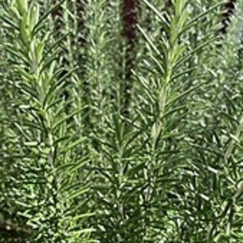 Multiple Varieties - Rosemary