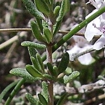 Multiple Varieties - Thyme