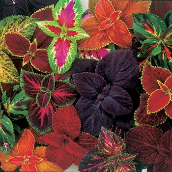 Multiple Colors - Coleus - Sun Loving Multiple Colors - Coleus - Sun Loving