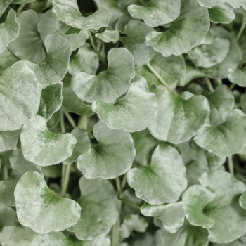  - Dichondra Silver Falls