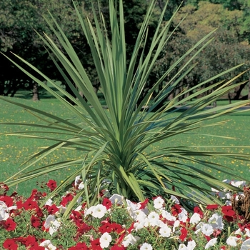 Dracaena indivisa - Spikes Dracaena indivisa - Spikes