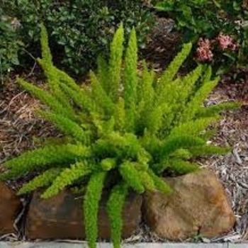 'Foxtail' - Asparagus Fern 'Foxtail' - Asparagus Fern