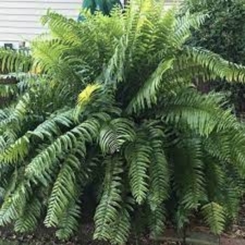  - Macho Fern