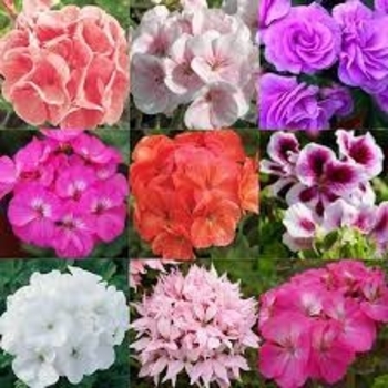 Assorted varieties - Geranium Assorted varieties - Geranium