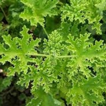 Pelargonium graveolens - Mosquito Plant (Citronella) Pelargonium graveolens - Mosquito Plant (Citronella)