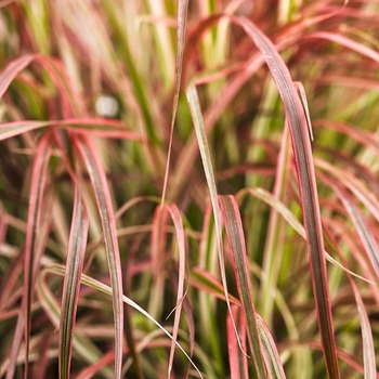 Pennisetum setaceum - Fireworks Ornamental Grass Pennisetum setaceum - Fireworks Ornamental Grass