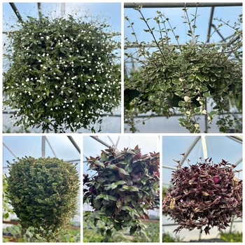Asst. Varieties Hanging Basket - Foliage
