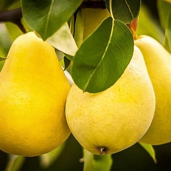 'Kieffer' - Pear 'Kieffer' - Pear