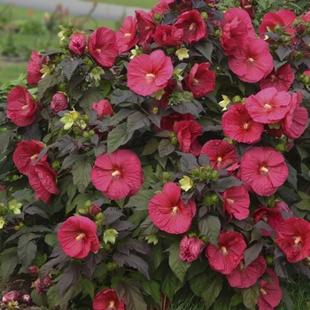 'Mars Madness' - Hibiscus 'Mars Madness' - Hibiscus