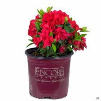 Multiple Colors - Azalea 'Encore' Variety Multiple Colors - Azalea 'Encore' Variety
