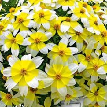 Asst. Colors - Bidens Asst. Colors - Bidens