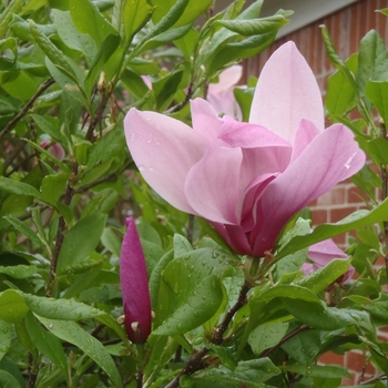 'Jane' - Magnolia Tulip Tree 'Jane' - Magnolia Tulip Tree