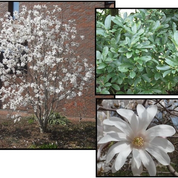 'Royal Star' - Magnolia Stellata 'Royal Star' - Magnolia Stellata