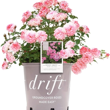 Multiple Colors - Rose 'Drift' Variety Multiple Colors - Rose 'Drift' Variety