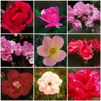 Multiple Colors - Rose 'Knock Out' Variety Multiple Colors - Rose 'Knock Out' Variety