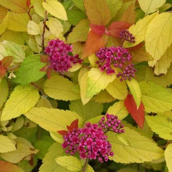 'Candy Corn' - Spirea 'Candy Corn' - Spirea