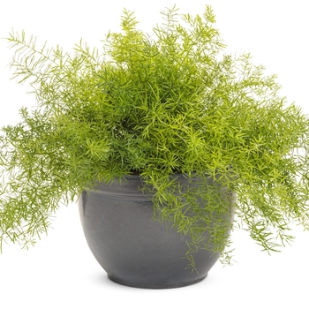 'Sprengeri' - Asparagus Fern 'Sprengeri' - Asparagus Fern