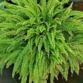  - Boston Fern