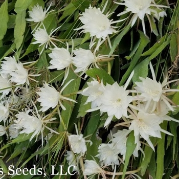 Night Blooming Cereus - Orchid Cactus Night Blooming Cereus - Orchid Cactus