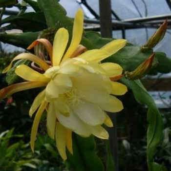 Yellow - Orchid Cactus Yellow - Orchid Cactus