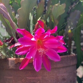 Magenta - Orchid Cactus Magenta - Orchid Cactus