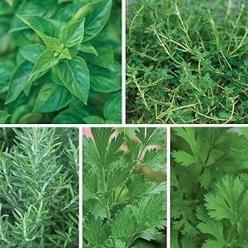Assorted - Herbs Assorted - Herbs