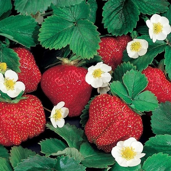  - Strawberry