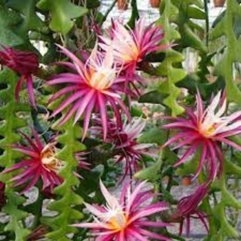 Zig Zag - Cactus Zig Zag - Cactus