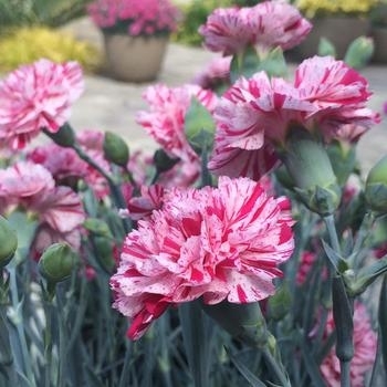 Pinball Wizard - Dianthus Pinball Wizard - Dianthus