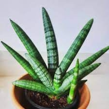 Sansevieria cylindrical - 'Starfish' Snake Plant Sansevieria cylindrical - 'Starfish' Snake Plant