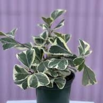 Variegated - Ficus Triangularis Variegated - Ficus Triangularis