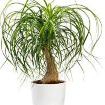 Beaucarnea guatemalensis - Ponytail Palm Beaucarnea guatemalensis - Ponytail Palm
