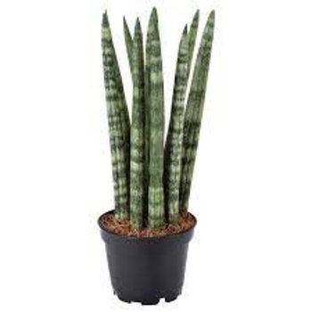  - Sansevieria Cylindrica