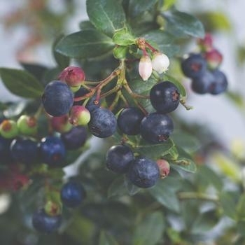 'Blueberry Buckle' - Blueberry 'Blueberry Buckle' - Blueberry