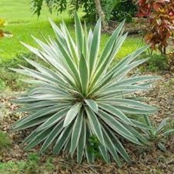'Variegata' - Yucca 'Variegata' - Yucca